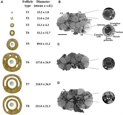 Three-Dimensional Micro-Computed Tomography of the Adult Mouse Ovary